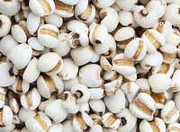 many whitish grains of Coix Seed are piled together