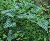 plants of Dioscorea hypoglauca Palib with pied leaves grow in field
