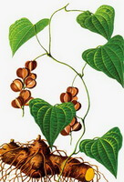 a colorful drawing of Dioscorea hypoglauca Palib,with brown rhizome,green stem and leaves,and brownish fruits