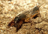 a Gryllotalpa unispina Saussure crawling out from soil