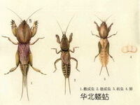 a colorful drawing of Gryllotalpa unispina Saussure.