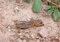 a Gryllotalpa africana Palisot et Beauvois craws on ground