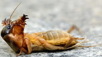 a Gryllotalpa africana Palisot et Beauvois laying on on its back on the ground.