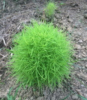 plants of Kochia scoparia L.Schrad grow in a globular shape