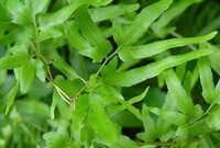 plants of Lygodium japonicum Thunb.Sw. with green thin stems and leaves