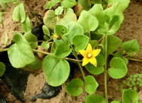 plant of Lysimachia christinae Hance with a yellow flower grow in field