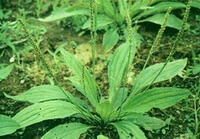 plants of Plantago depressa Willd. with flower spikes grow in field