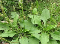 flowering plants of Plantago major L with spikes grow in field
