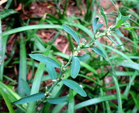 plants of Polygonum aviculare L. with green leaves grow in field