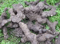 fresh sclerotium of Polyporus umbellatus Pers Fr.