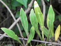 plants of Pyrrosia gralla Gies.Ching. grow in field