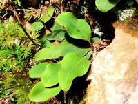 green plants of Pyrrosia petiolosa Christ Ching. grow beside rocks