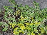 Sedum sarmentosum Bunge