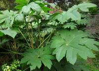 growing plants of Tetrapanax papyriferus Hook.K.Koch. with many green leaves