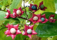 flowering plant of Clerodendrum trichotomum Thunb with red flowers