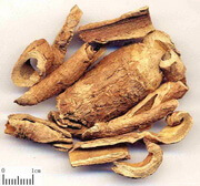 Cortex Periplocae