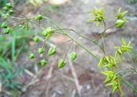 flowering plant of Cynanchum paniculatum Bge.Kitag.,with small green flower buds and yellowish flowers