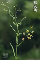 a flowering plant of Cynanchum paniculatum Bge.Kitag.