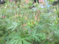 flowering plants of Erodium stephanianum Willd. with small flowers