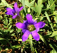 flowering plants of Gentiana dahurica Fisch with two purple flowers grow in grass