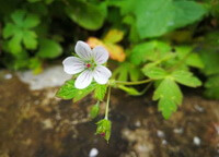 a flowering plant of Geranium nepalense Sweet with a small flower grow in field