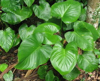 plants of Homalomena occulta Lour.Schott. grow near the tree