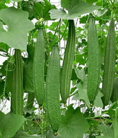plants of Luffa acutangula L. Roxb. with unmature green fruits