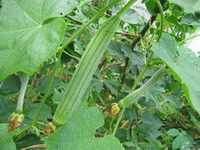 fruiting plants of Luffa cylindrica L.Roem with unmature fruits and small yellow flowers