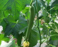fruiting plants of Luffa cylindrica L.Roem. with green fruits and small yellow flowers