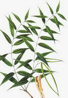 a colorful drawing of Periploca sepium Bunge.,root and stems,leaves