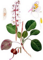 a colorful drawing of Pyrola calliantha H. Andres.,root,green and purple leaves,red flower spikes and white flowers