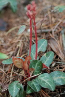 flowering plants of Pyrola calliantha H. Andres. with green leaves and red flower spikes grow in a field