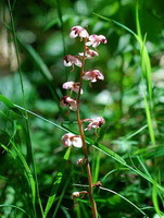 a flowering plant of Pyrola incarnata Fisch.ex Dc. with pink flower spikes grow in grass