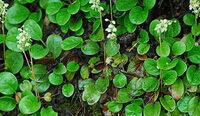 flowering plants of Pyrola japonica Klenze exAlef. with whitish flower spikes grow in field