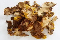 Rhizoma Cibotii