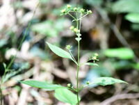 a plant of Siegesbeckia pubescens Makino grow in field with small flowers