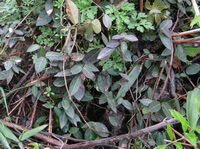 plants of Trachelospermum jasminoides Lindl.Lem grow in grass