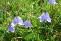 Adenophora tetraphylla