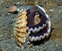 a shellfish of Arca granosa Linnaeus open its shells under water.