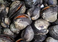 many dark color inkfishes of Arca inflata Reeve are piled together.