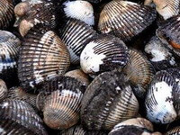 many brownish shellfishes of Arca subcrenata Lischke are piled together