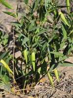 growing plants of Cynanchum stauntoni Decne.Schltr.Ex Levl.