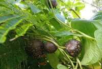 fruiting plants of Dioscorea bulbifera L.,green leaves with three fruits
