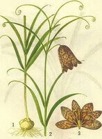a drawing of Fritillaria ussuriensis Maxim,drawing of whole plant,leaves and stems,flowers and bulbs,roots