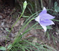 a flowering plant of Platycodon grandiflorus Jacq.A.DC.,with a liliac flowers
