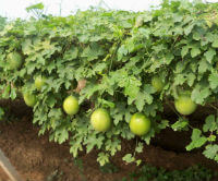 fruiting plants of Trichosanthes kirilowii Maxim growing in a field