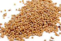 a pile of White Mustard Seeds