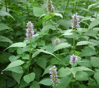 flowering plants of Agastache rugosa Fisch.et Mey. O.Kuntze.,with pinkish flower spikes
