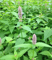 flowering plants of Agastache rugosa Fisch.et Mey. O.Kuntze. with two pinkish flower spikes and green leaves grow in field