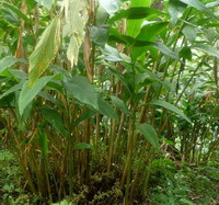plants of Amomum compactum Soland ex Maton.grow in field with green leaves